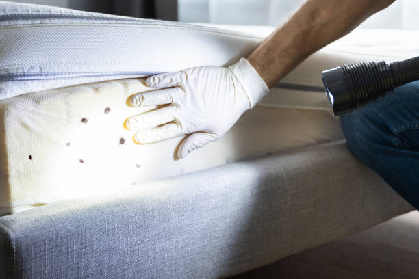 Best Termite Control Services  in Mansfield, OH