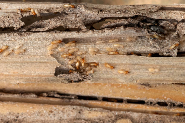 Best Emergency Pest Control  in Mansfield, OH